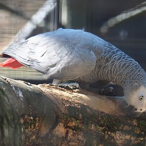 Congo grey parrot (Psittacus erithacus erithacus), 2019-04-20