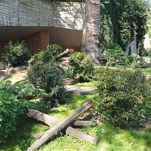 Raccoon - Striped skunk exhibit - Former location of the African lion terrace, 2019-04-20
