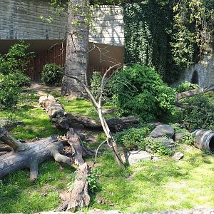 Raccoon - Striped skunk exhibit - Former location of the African lion terrace, 2019-04-20