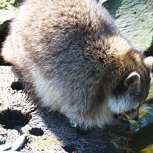 Raccoon (Procyon lotor) feeding on small fish, 2019-04-20