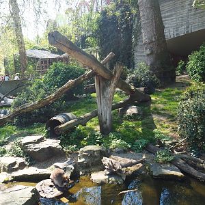 Raccoon - Striped skunk exhibit - Former location of the African lion terrace, 2019-04-20