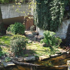 Raccoon - Striped skunk exhibit - Former location of the African lion terrace, 2019-04-20