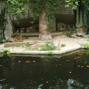 Historical photo - African lion terrace (until 2011, photo circa 2008)