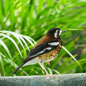 Chestnut-backed ground-thrush (Geokichla dohertyi), 2019-04-20