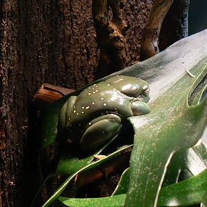 Splendid Tree Frog - 22 June 2019