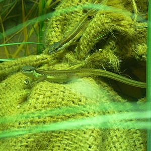 Asian Grass Lizards - 22 June 2019