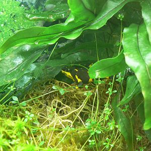 Harlequin Toad - 22 June 2019