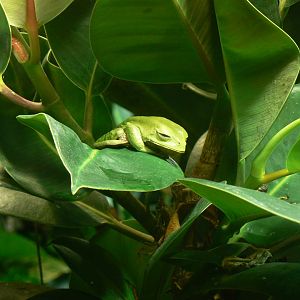 Trinidad Leaf Frog - 22 June 2019