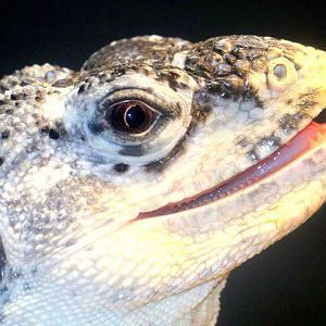 Utila spiny-tailed iguana;; London Zoo; 23rd June 2019