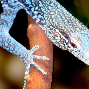 Blue tree monitor; London Zoo; 23rd June 2019