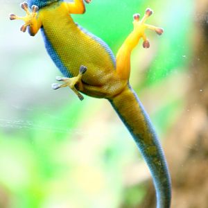 Turquoise dwarf gecko; London Zoo; 23rd June 2019