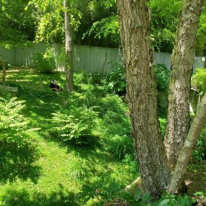 Jun. 2019 - Asia Trail - Right Giant Panda Exhibit