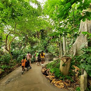 Jun. 2019 - Amazonia - Upper Rainforest