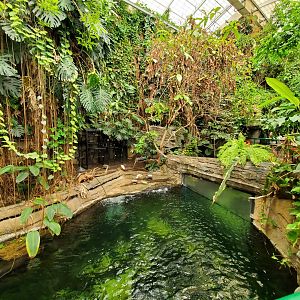 Jun. 2019 - Amazonia - Upper Rainforest