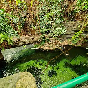 Jun. 2019 - Amazonia - Upper Rainforest