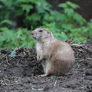 The Elusive Prairie Dog