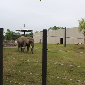 Adventure Africa - African Elephant Yard