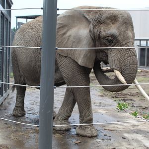 Adventure Africa - Elephant