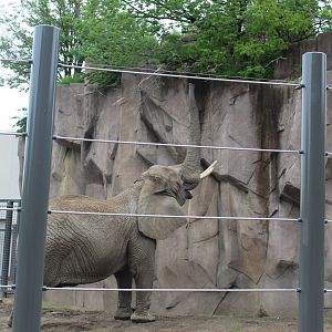 Adventure Africa - Elephant in Action