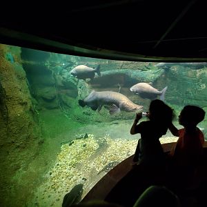 Jun. 2019 - Amazonia - Arapaima/Others Tank