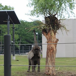 Adventure Africa - Elephant In Action