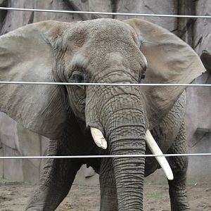 Adventure Africa - Elephant Up Close