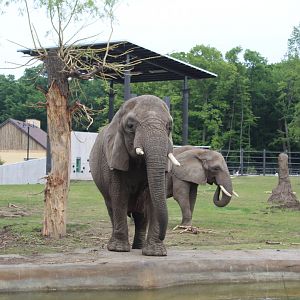Adventure Africa - Elephant Yard