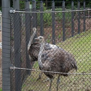 Adventure Africa - Ostriches