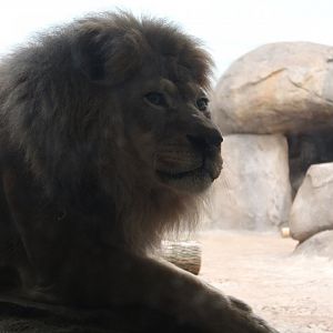 Big Cat Country - Lion Up Close