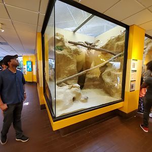 Jun. 2019 - Small Mammal House - Fennec Fox Exhibit