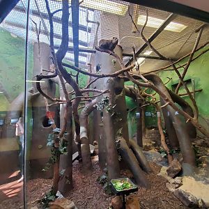 Jun. 2019 - Small Mammal House - Rock Hyrax Exhibit