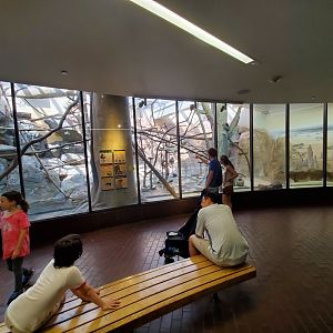 Jun. 2019 - Small Mammal House - Red Ruffed Lemur Exhibit