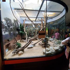 Jun. 2019 - Small Mammal House - Von der Decken's Hornbill/Meerkat Exhibit