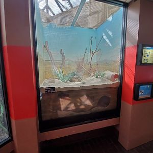 Jun. 2019 - Small Mammal House - Black-footed Ferret Exhibit