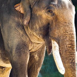 Jun. 2019 - Elephant Trails - Spike