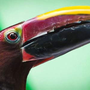 Jun. 2019 - Amazonia - Green Aracari