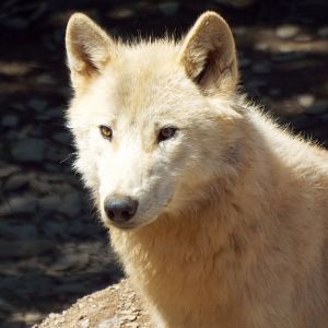 Hudson Bay Wolf CMWDP