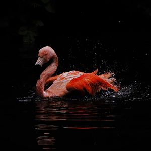 Chilean flamingo