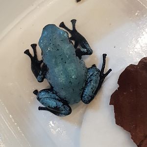 Adelphobates galactonotus