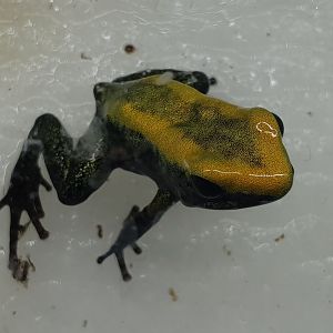 Phyllobates bicolor