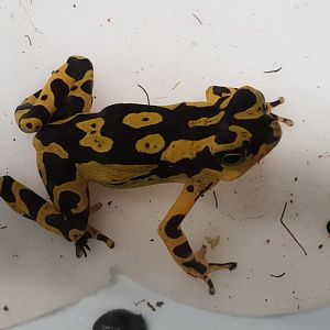 Harlequin toad - Atelopus ID