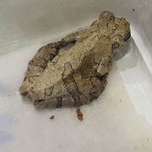 Dendropsophus marmoratus