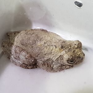 Dendropsophus marmoratus