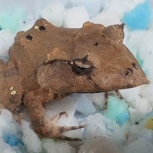 Ceratobatrachus guentheri