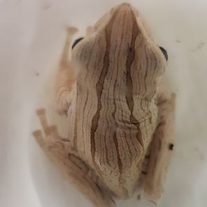 Polypedates otilophus