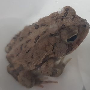 Bufo terrestris
