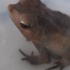 Rhinella lescurei