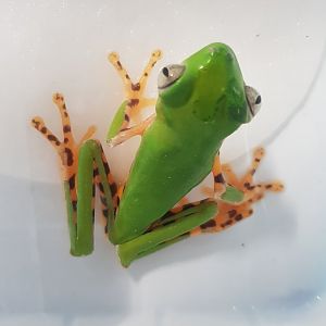 Phyllomedusa tomopterna