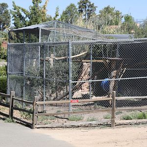 clouded leopard exhibit (expanded)