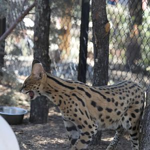 serval (new species for zoo)